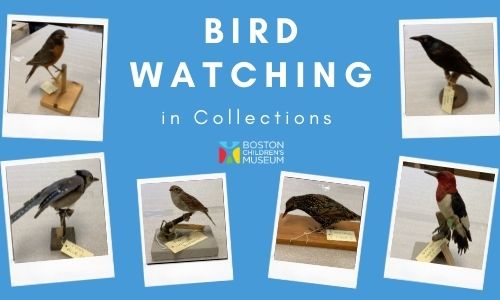 Birdwatching in Collections