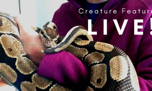 Creature Feature LIVE!