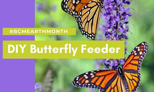 DIY Butterfly Feeder to Pollinate Your Backyard