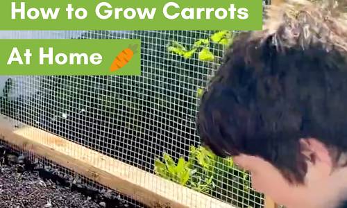 Learn How to Grow Carrots at Home