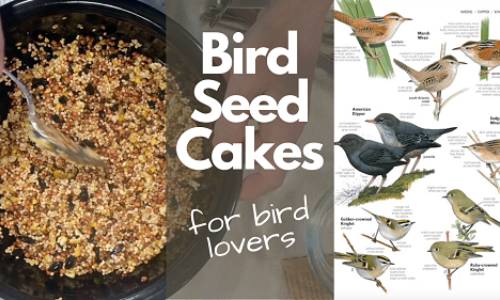 Make Birdseed Cakes and See What Bird Species You Can Spot!
