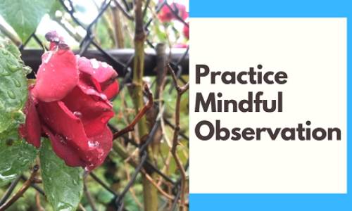 Practice Mindful Observation
