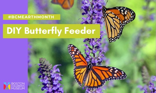 DIY Butterfly Feeder to Pollinate Your Backyard