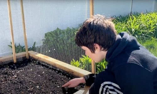 Start Growing Carrots At Home
