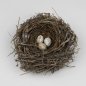 Cardinal Nest, 1905
