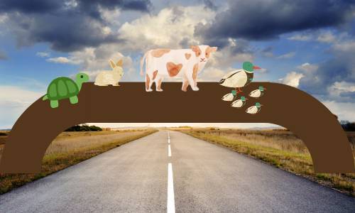 Build a Bridge to Help Animals Travel Safely