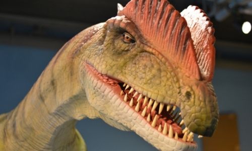 Dinomania from National Geographic Kids