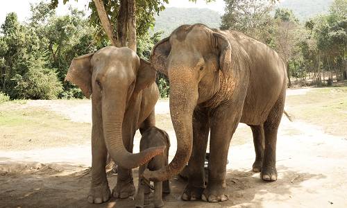 Mammals Around the World