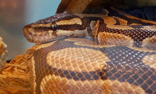 Virtual Creature Feature