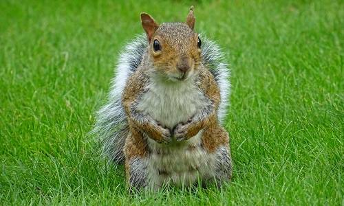 Who Lives in Your Garden?